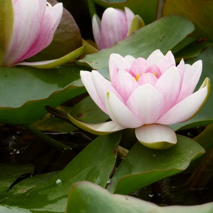 Roots Plants Water Lily | Nymphaea Mrs Richmond 8 Roots Plants Water Lily | Nymphaea Mrs Richmond