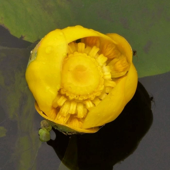 Roots Plants Yellow Water Lily | Nuphar Lutea 5 Roots Plants Yellow Water Lily | Nuphar Lutea