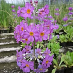 Roots Plants All Pond Plants Bee's Primula | Primula Beesiana