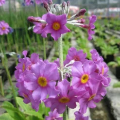 Roots Plants All Pond Plants Bee's Primula | Primula Beesiana 13 Roots Plants All Pond Plants Bee's Primula | Primula Beesiana