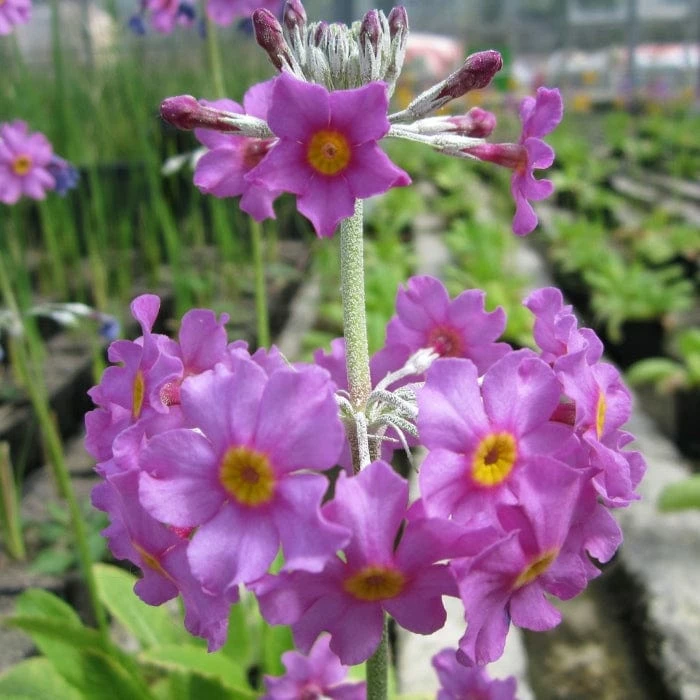 Roots Plants All Pond Plants Bee's Primula | Primula Beesiana 7 Roots Plants All Pond Plants Bee's Primula | Primula Beesiana
