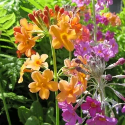 Roots Plants All Pond Plants Bulley's Primrose | Primula Bulleyana