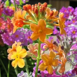 Roots Plants All Pond Plants Bulley's Primrose | Primula Bulleyana