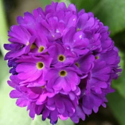 Roots Plants Drumstick Primula | Primula Denticulata All Pond Plants
