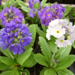 Roots Plants Drumstick Primula | Primula Denticulata All Pond Plants