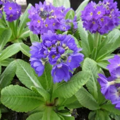 Roots Plants Drumstick Primula | Primula Denticulata All Pond Plants