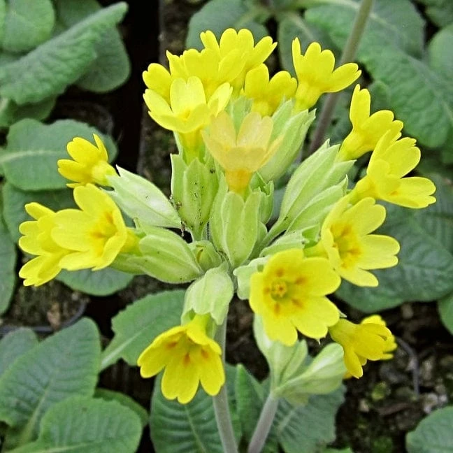 Roots Plants All Pond Plants Cowslip | Primula Veris 3 Roots Plants All Pond Plants Cowslip | Primula Veris