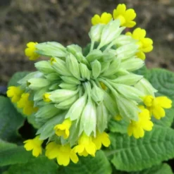 Roots Plants All Pond Plants Cowslip | Primula Veris 7 Roots Plants All Pond Plants Cowslip | Primula Veris