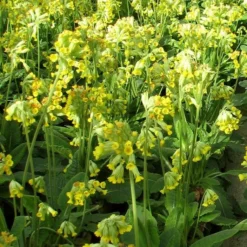 Roots Plants All Pond Plants Cowslip | Primula Veris