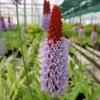 Roots Plants Orchid Primrose | Primula Vialii All Pond Plants 1 Roots Plants Orchid Primrose | Primula Vialii All Pond Plants