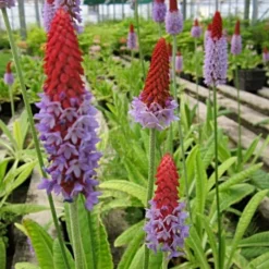 Roots Plants Orchid Primrose | Primula Vialii All Pond Plants