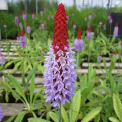 Roots Plants Orchid Primrose | Primula Vialii All Pond Plants