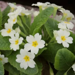 Roots Plants Wild Primrose | Primula Vulgaris