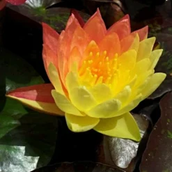 Roots Plants Variegated Water Lily | Nymphaea Wanvisa