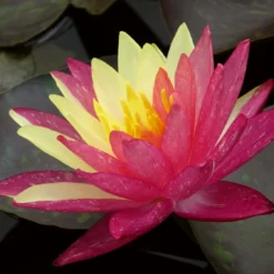 Roots Plants Variegated Water Lily | Nymphaea Wanvisa