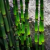 Roots Plants Rough Horsetail | Equisetum Hyemale All Pond Plants 2 Roots Plants Rough Horsetail | Equisetum Hyemale All Pond Plants