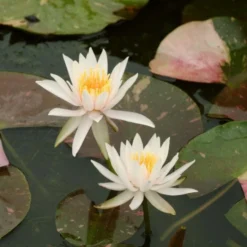 Roots Plants Water Lily 'Arc-en-Ciel' | Nymphaea | 3L Pot