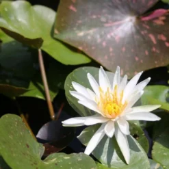 Roots Plants Water Lily 'Arc-en-Ciel' | Nymphaea | 3L Pot