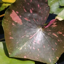 Roots Plants Water Lily 'Arc-en-Ciel' | Nymphaea | 3L Pot