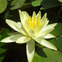 Roots Plants Water Lily 'Colonel A J Welch' | Nymphaea | 3L Pot