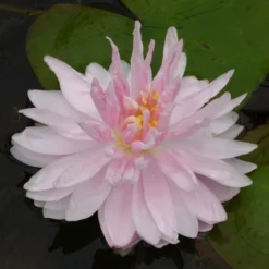 Roots Plants Water Lily'Gloire Du Temple Sur Lot' | Nymphaea | 3L Pot