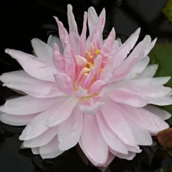 Roots Plants Water Lily 'Gloire Du Temple Sur Lot' | Nymphaea | 3L Pot