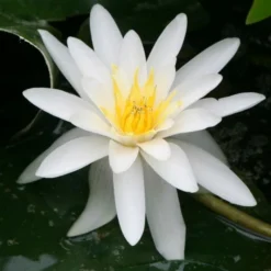 Roots Plants Water Lily | Nymphaea Marliacea 'Albida' | 3L Pot