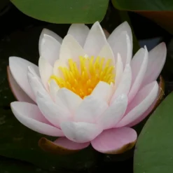 Roots Plants Large Water Lily | Nymphaea Marliacea 'Rosea' | 3L Pot