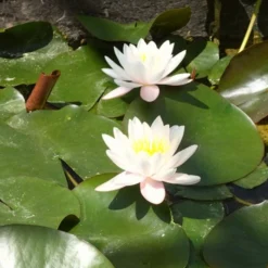 Roots Plants Large Water Lily | Nymphaea Marliacea 'Rosea' | 3L Pot