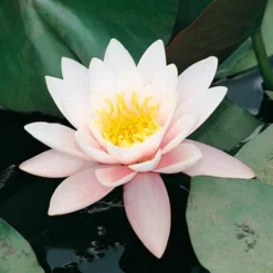 Roots Plants Large Water Lily | Nymphaea Marliacea 'Rosea' | 3L Pot 10 Roots Plants Large Water Lily | Nymphaea Marliacea 'Rosea' | 3L Pot