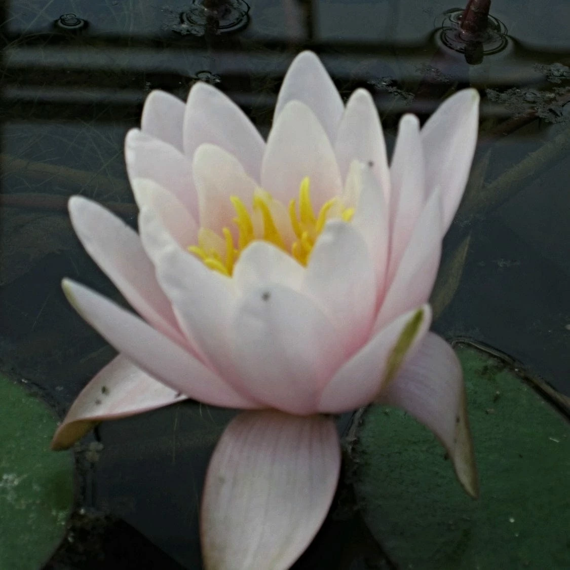 Roots Plants Large Water Lily | Nymphaea Marliacea 'Rosea' | 3L Pot 7 Roots Plants Large Water Lily | Nymphaea Marliacea 'Rosea' | 3L Pot