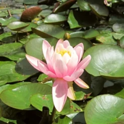 Roots Plants Fragrant Water Lily | Nymphaea Odorata 'Firecrest' | 3L Pot 7 Roots Plants Fragrant Water Lily | Nymphaea Odorata 'Firecrest' | 3L Pot