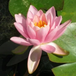 Roots Plants Fragrant Water Lily | Nymphaea Odorata 'Firecrest' | 3L Pot