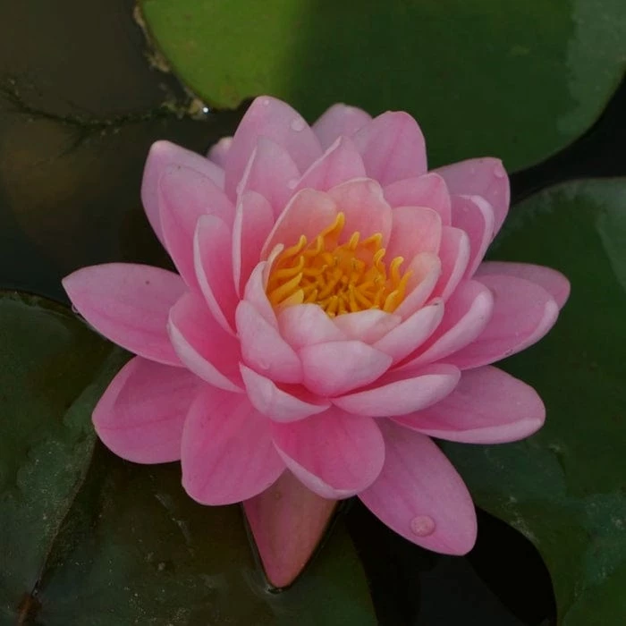 Roots Plants Fragrant Water Lily 'Pink Peony' | Nymphaea | 3L Pot 3 Roots Plants Fragrant Water Lily 'Pink Peony' | Nymphaea | 3L Pot