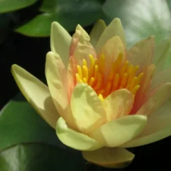 Roots Plants Fragrant Water Lily 'Sioux' | Nymphaea | 3L Pot