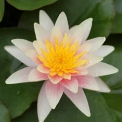 Roots Plants Fragrant Water Lily 'Sioux' | Nymphaea | 3L Pot