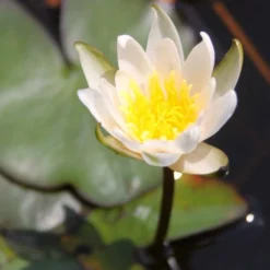 Roots Plants Dwarf Water Lily 'Snow Princess' | Nymphaea | 2L Pot