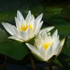 Roots Plants Dwarf Water Lily 'Snow Princess' | Nymphaea | 2L Pot