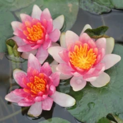 Roots Plants Dwarf Water Lily 'Solfatare' | Nymphaea | 3L Pot 14 Roots Plants Dwarf Water Lily 'Solfatare' | Nymphaea | 3L Pot