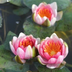 Roots Plants Dwarf Water Lily 'Solfatare' | Nymphaea | 3L Pot 16 Roots Plants Dwarf Water Lily 'Solfatare' | Nymphaea | 3L Pot