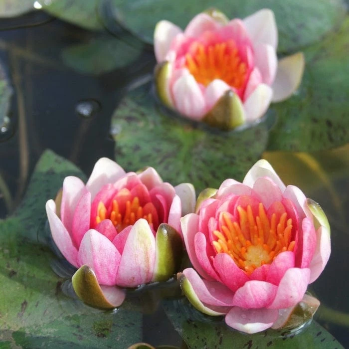 Roots Plants Dwarf Water Lily 'Solfatare' | Nymphaea | 3L Pot 8 Roots Plants Dwarf Water Lily 'Solfatare' | Nymphaea | 3L Pot