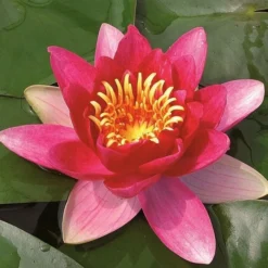 Roots Plants Water Lily 'Vesuve' | Nymphaea | 3L Pot