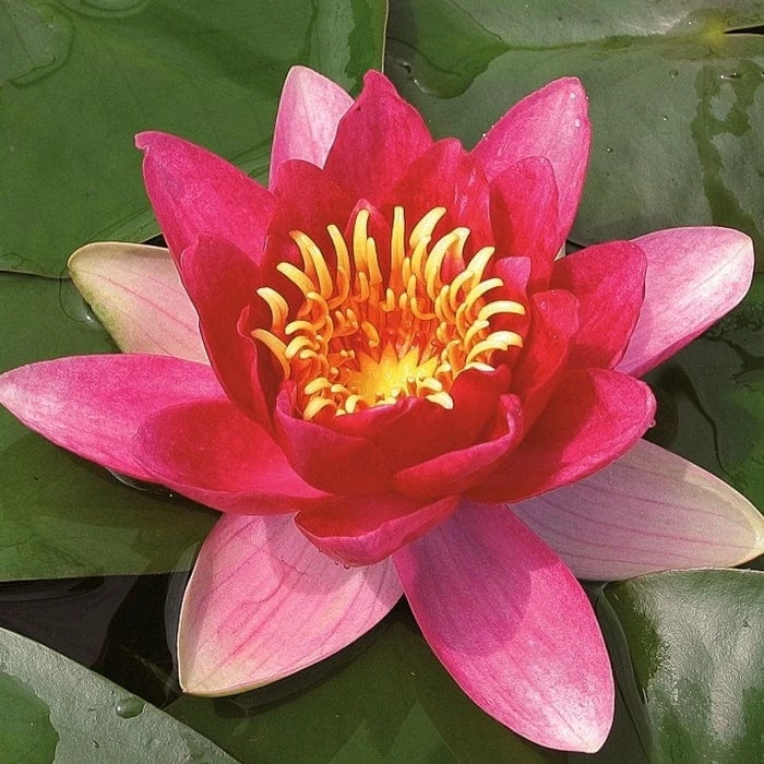 Roots Plants Water Lily 'Vesuve' | Nymphaea | 3L Pot 3 Roots Plants Water Lily 'Vesuve' | Nymphaea | 3L Pot