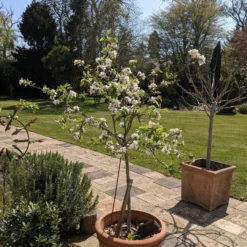 Roots Plants Egremont Russet Apple Tree Dwarfing Rootstock