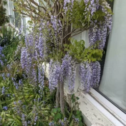 Roots Plants Wisteria Floribunda 'Macrobotrys' | Japanese Wisteria | On A 90cm Cane In A 3L Pot