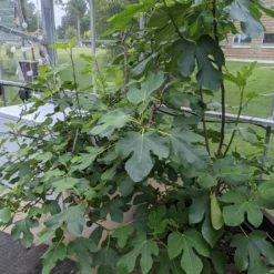 Roots Plants Brown Turkey Fig Tree Fruits