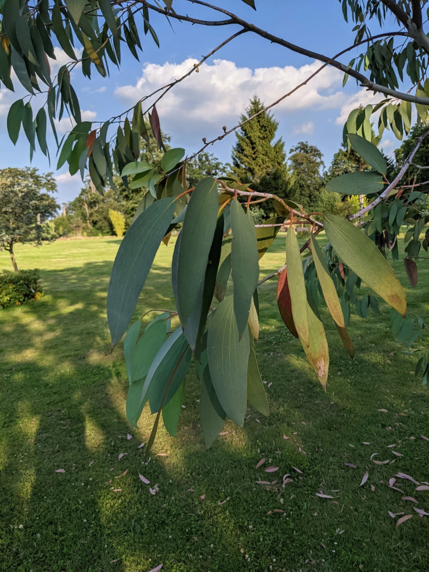 Roots Plants Snow Gum Tree | Eucalyptus Pauciflora 'Niphophila' Trees & Shrubs 9 Roots Plants Snow Gum Tree | Eucalyptus Pauciflora 'Niphophila' Trees & Shrubs