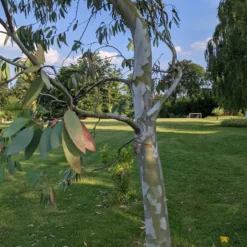 Roots Plants Snow Gum Tree | Eucalyptus Pauciflora 'Niphophila' Trees & Shrubs