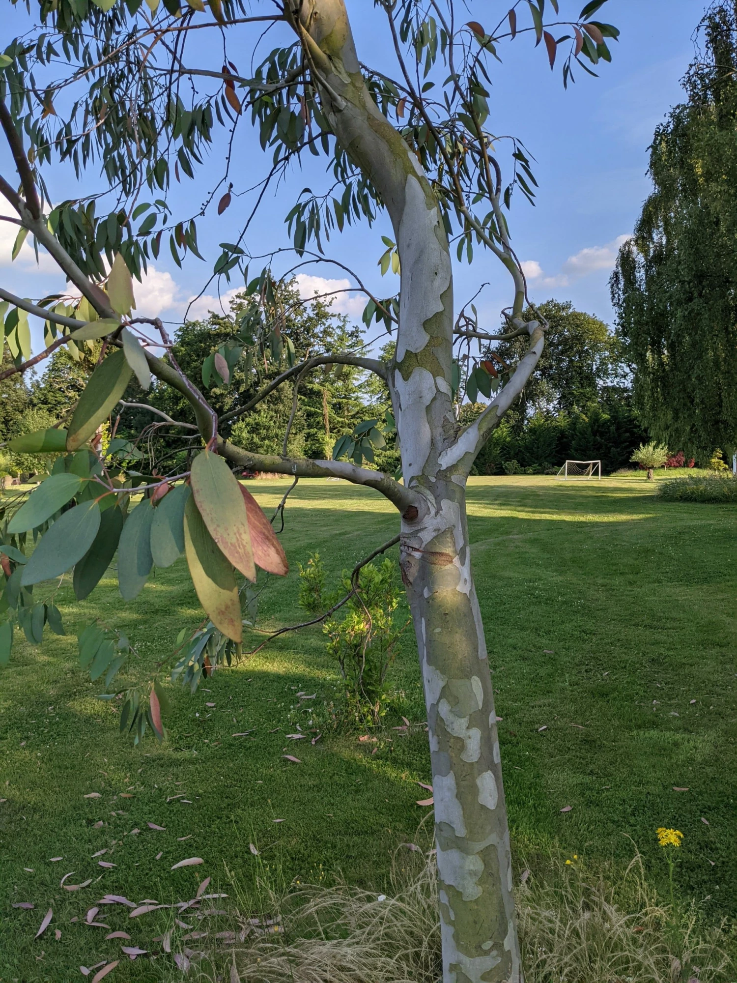 Roots Plants Snow Gum Tree | Eucalyptus Pauciflora 'Niphophila' Trees & Shrubs 3 Roots Plants Snow Gum Tree | Eucalyptus Pauciflora 'Niphophila' Trees & Shrubs