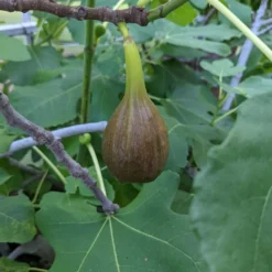 Roots Plants Brown Turkey Fig Tree Fruits